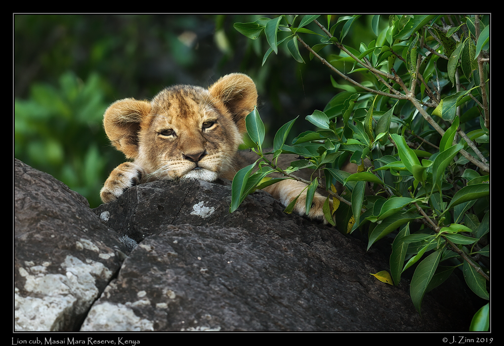 lion_JZ8_0961acfx