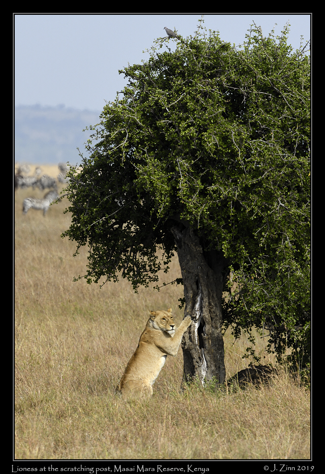lion_JZ8_1068b