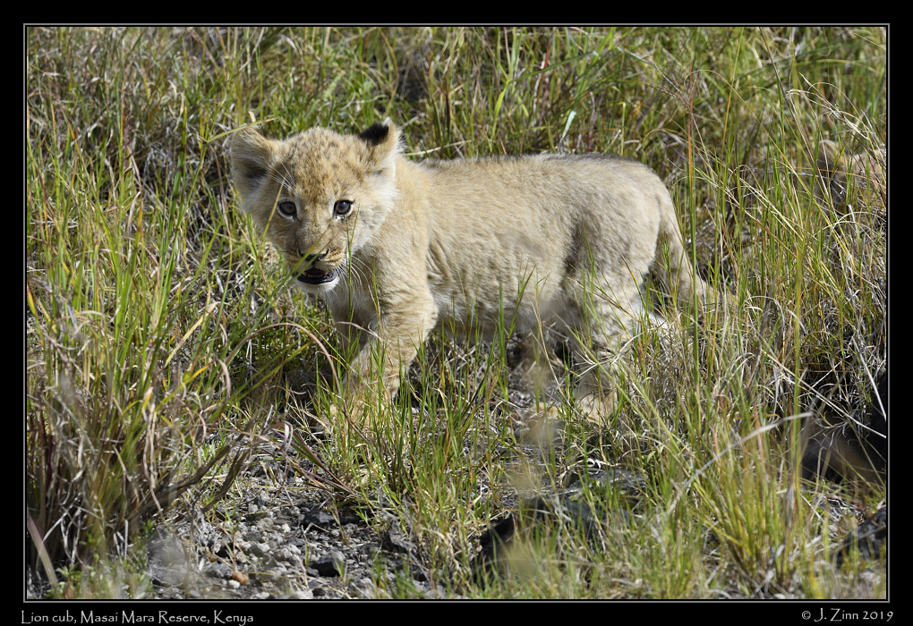 lion_JZ8_1099a
