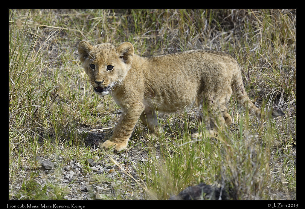 lion_JZ8_1122a