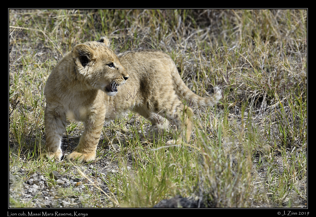 lion_JZ8_1134a