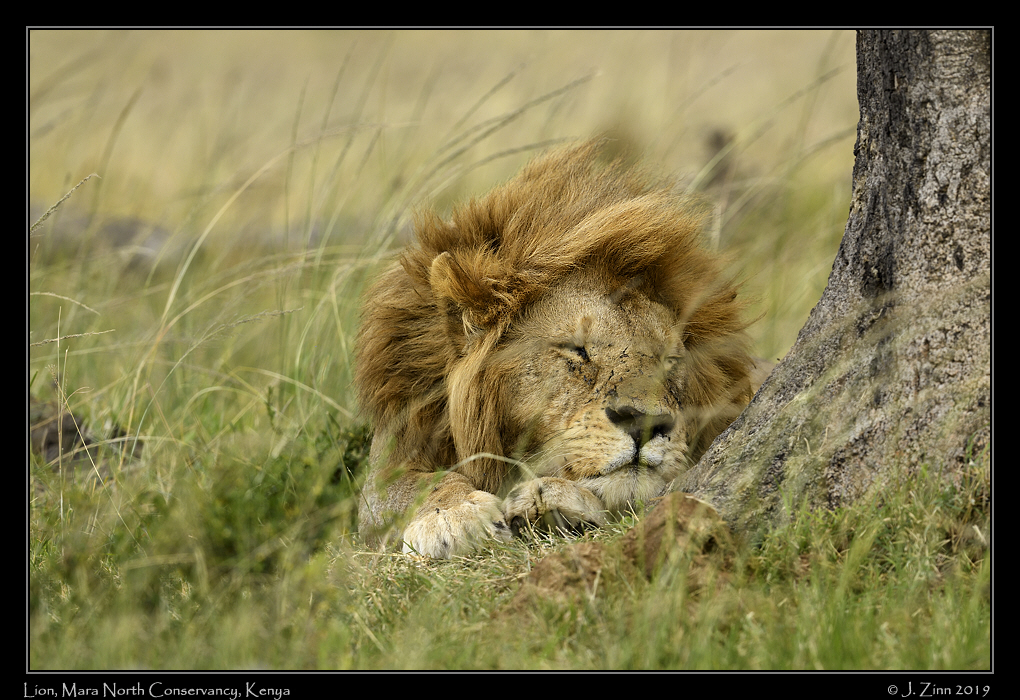 lion_JZ8_1199a