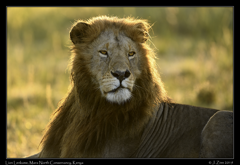 lion_JZ8_3461a