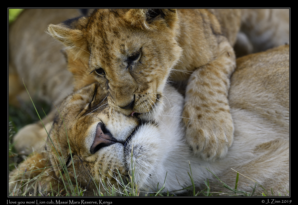 lion_JZ8_7700a