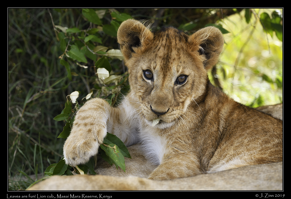 lion_JZ8_777cfxa