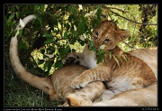  Nkuyanai pride lioness and cub, Masai Mara Reserve, Kenya � J. Zinn