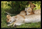  Nkuyanai pride lioness and cub, Masai Mara Reserve, Kenya � J. Zinn