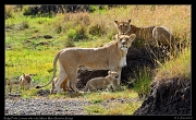  Ridge Pride lioness with cubs, Masai Mara Reserve, Kenya � J. Zinn