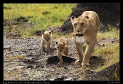  Ridge Pride lioness with cubs, Masai Mara Reserve, Kenya � J. Zinn
