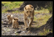  Ridge Pride lioness with cubs, Masai Mara Reserve, Kenya � J. Zinn