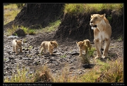  Ridge Pride lioness with cubs, Masai Mara Reserve, Kenya � J. Zinn