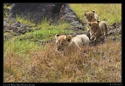  Ridge Pride lion cubs, Masai Mara Reserve, Kenya � J. Zinn