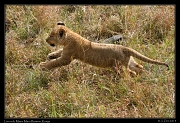  Ridge Pride lion cub, Masai Mara Reserve, Kenya � J. Zinn