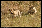  Ridge Pride lion cubs, Masai Mara Reserve, Kenya � J. Zinn