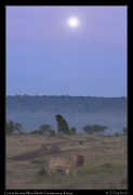  Lion in the mist, Mara North Conservancy, Kenya � J. Zinn