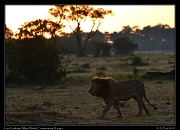  Lion Lenkume, Mara North Conservancy, Kenya � J. Zinn