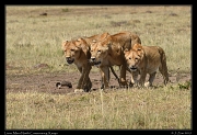  Lion trio, Mara North Conservency, Kenya � J. Zinn
