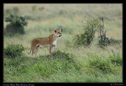  Lioness, Masai Mara Reserve, Kenya � J. Zinn