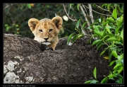  Lion cub, Masai Mara Reserve, Kenya � J. Zinn