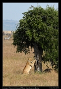  Lioness at the scratching post, Masai Mara Reserve, Kenya � J. Zinn