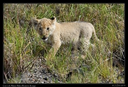  Ridge Pride lion cub, Masai Mara Reserve, Kenya � J. Zinn
