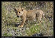  Ridge Pride lion cub, Masai Mara Reserve, Kenya � J. Zinn