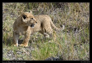  Ridge Pride lion cub, Masai Mara Reserve, Kenya � J. Zinn