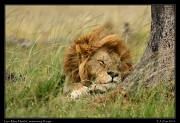  Sleeping Lion, Mara North Conservancy, Kenya � J. Zinn