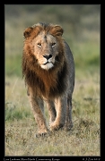  Lion Lenkume, Mara North Conservancy, Kenya � J. Zinn