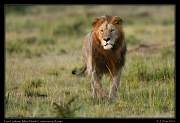  Lion Lenkume, Mara North Conservancy, Kenya � J. Zinn