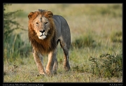  Lion Lenkume, Mara North Conservancy, Kenya � J. Zinn