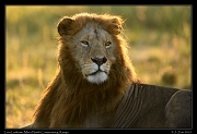  Lion Lenkume, Mara North Conservancy, Kenya � J. Zinn