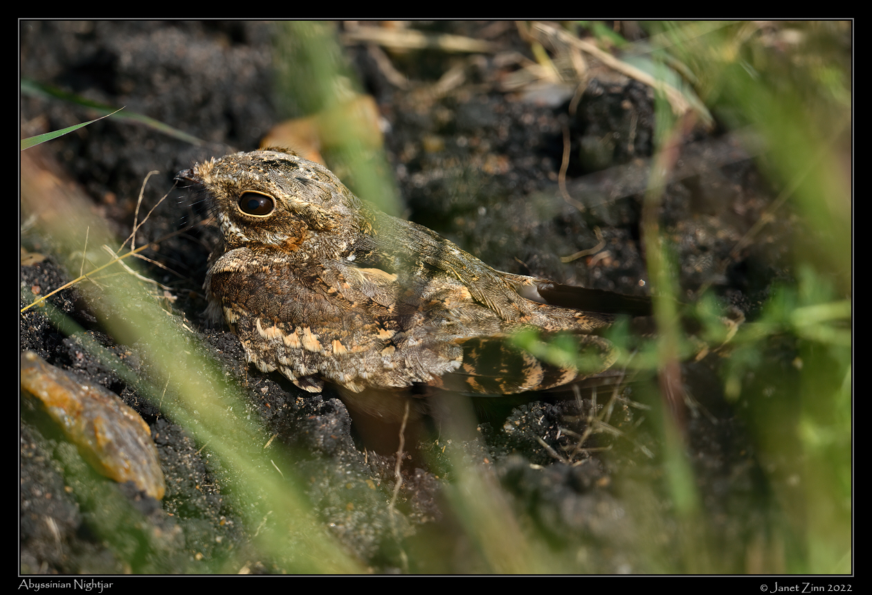 abyssian_nightjar_JZ9_5612a
