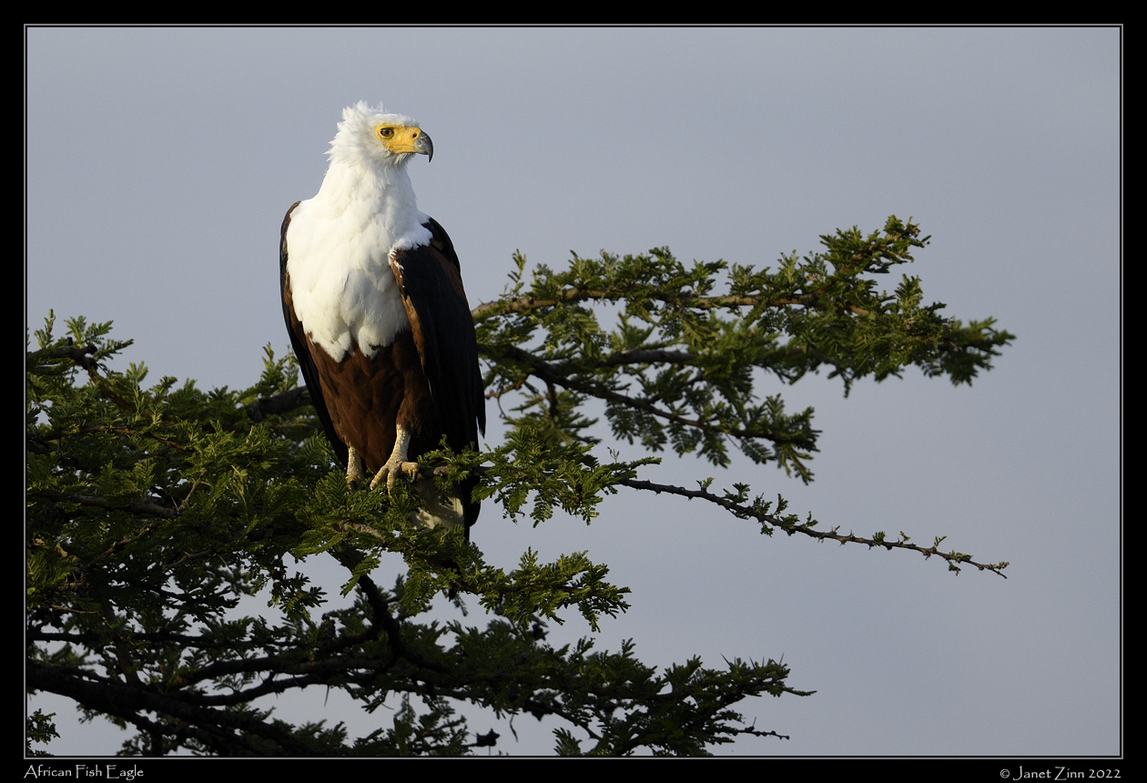 african_fish_eagle_JZ9_5122a