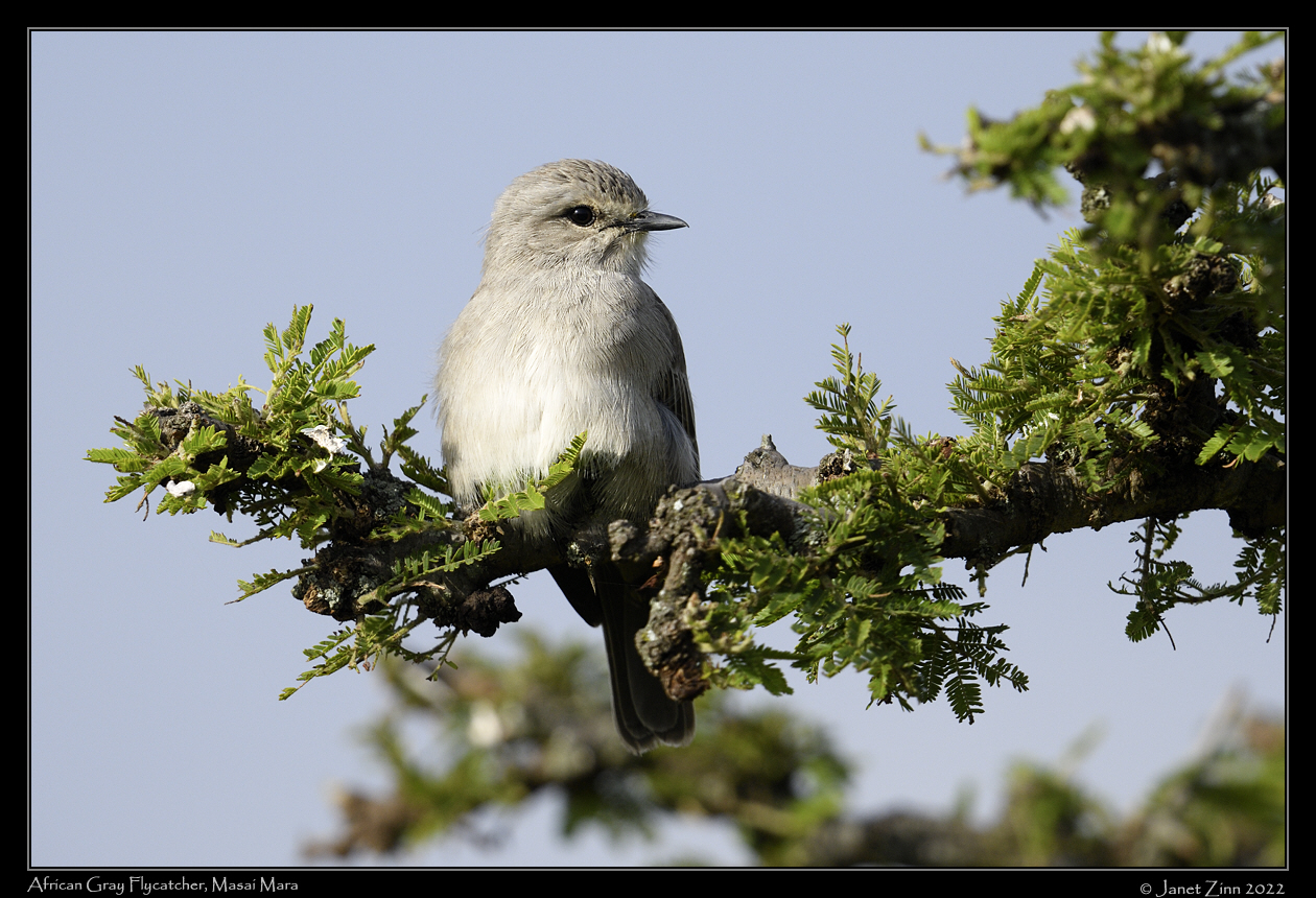 african_gray_flycatcher_JZ9_7023a