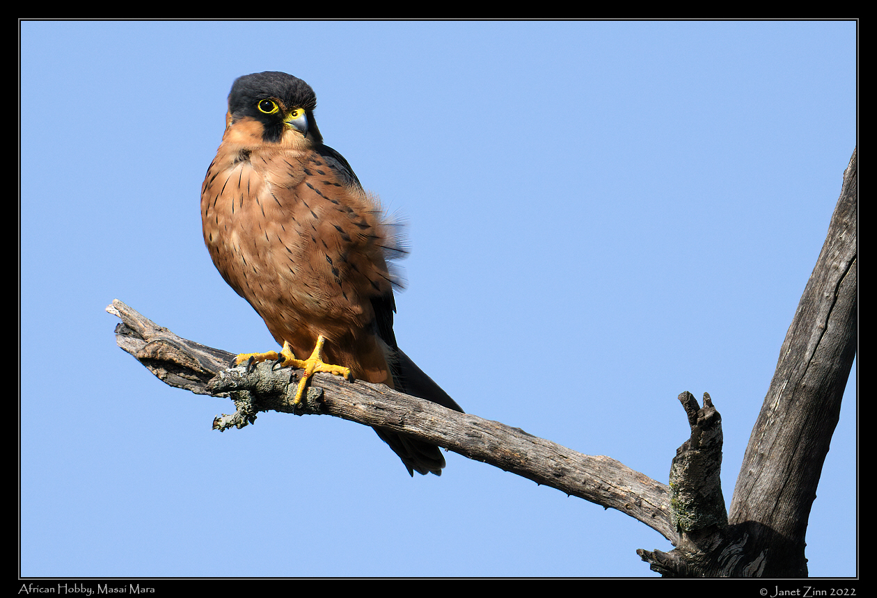 african_hobby_JZ9_8677a