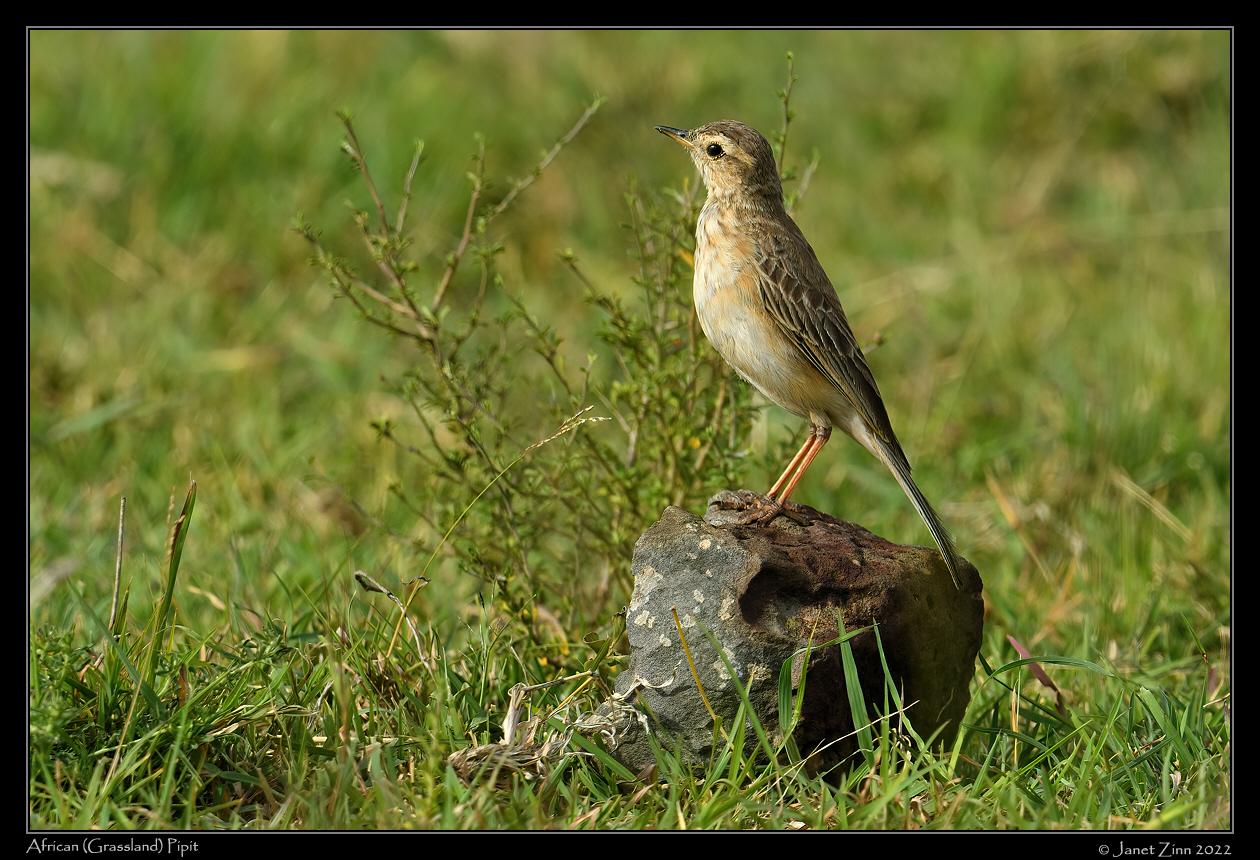 african_pipit_JZ1_9622a