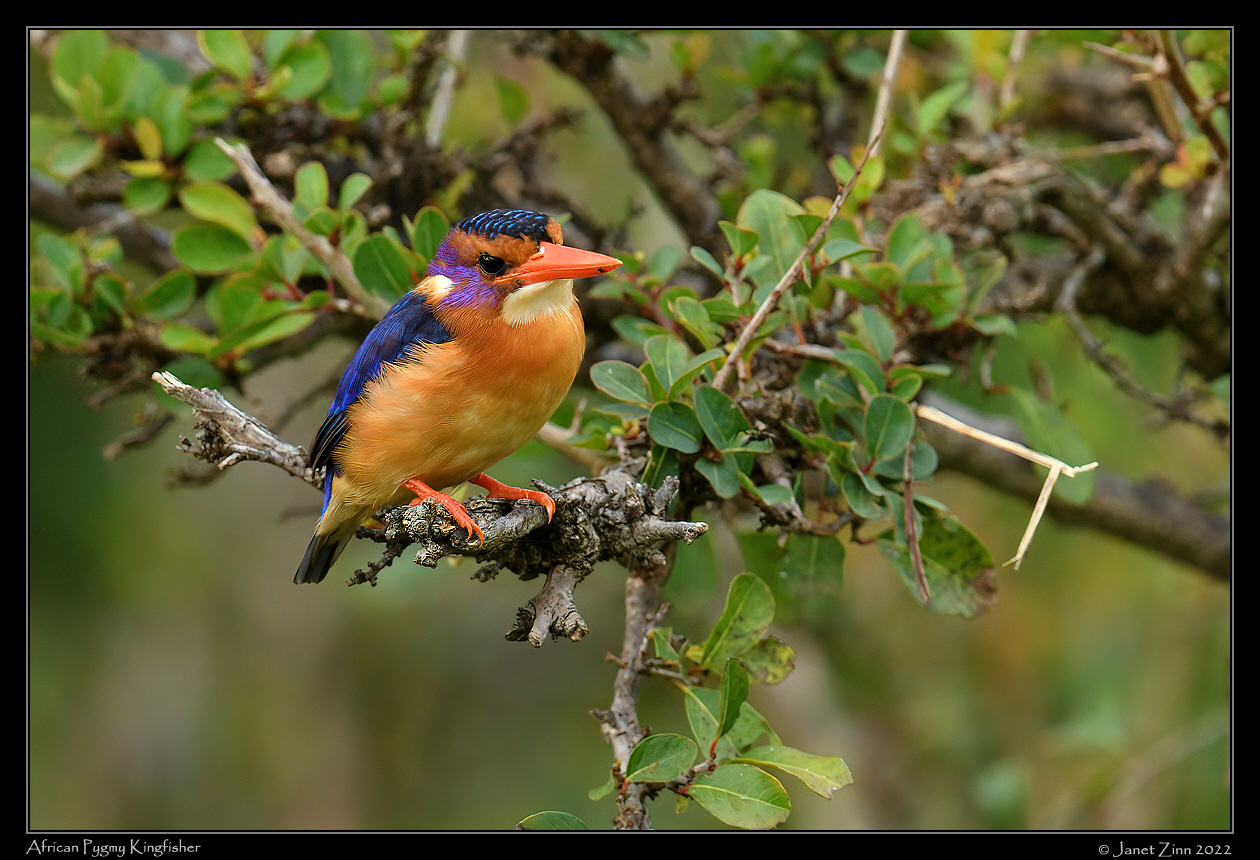 african_pygmy_kingfisher_JZ9_5957a
