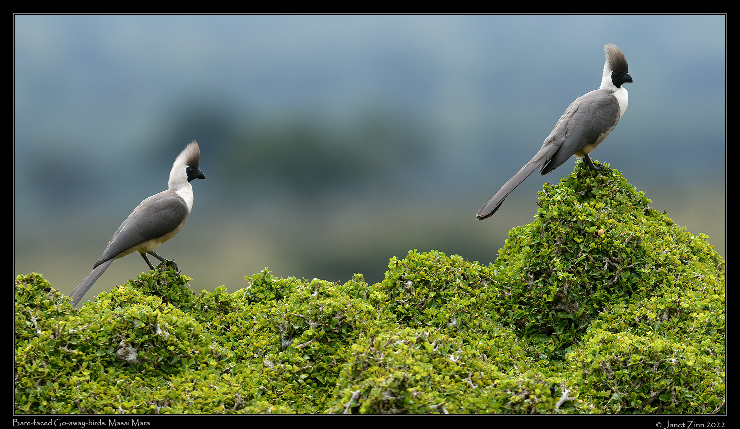 bare_faced_go_away_bird_JZ9_7367a