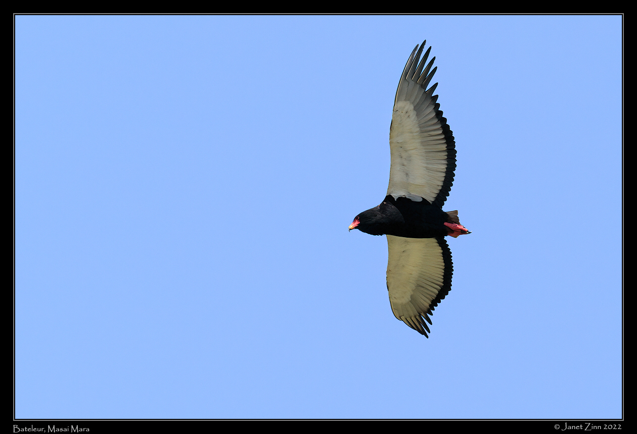 bateleur_JZ9_4187a