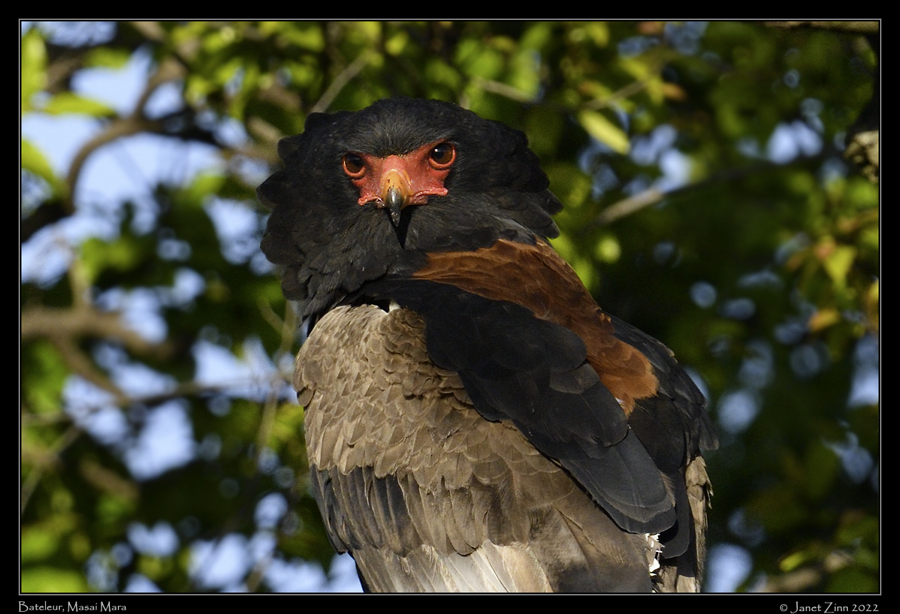bateleur_JZ9_7448b