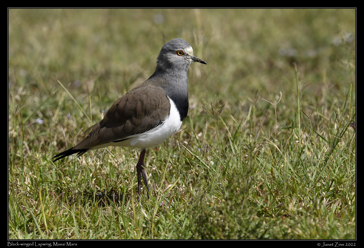 black_winged_lapwing_JZ9_1560a