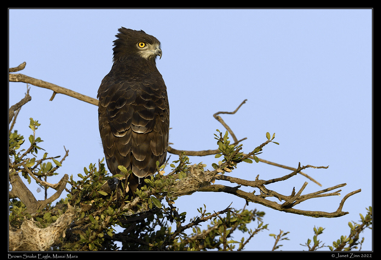 brown_snake_eagle_JZ9_2444a
