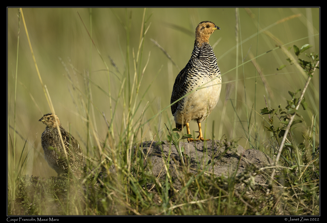 coqui_francolin_JZ9_2704a