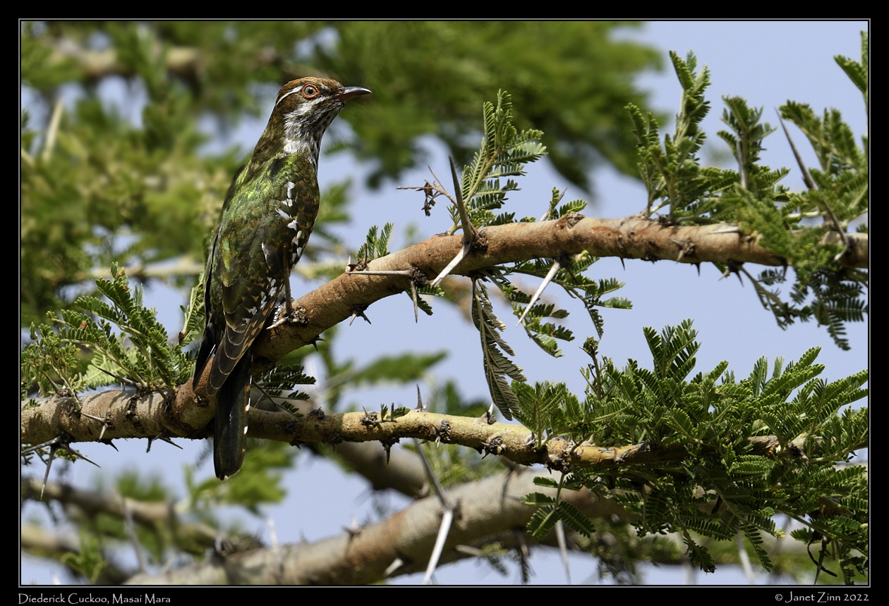 diederick_cuckoo_JZ9_1668a