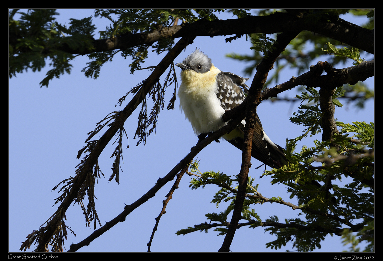 great_spotted_cuckoo_JZ9_5524a
