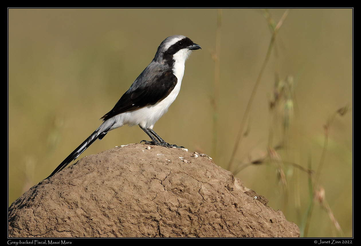 grey_backed_fiscal_JZ9_3411a