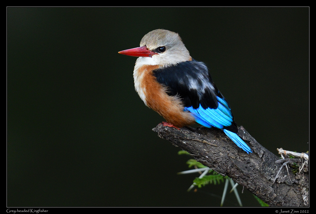 grey_headed_kingfisher_JZ9_6596a
