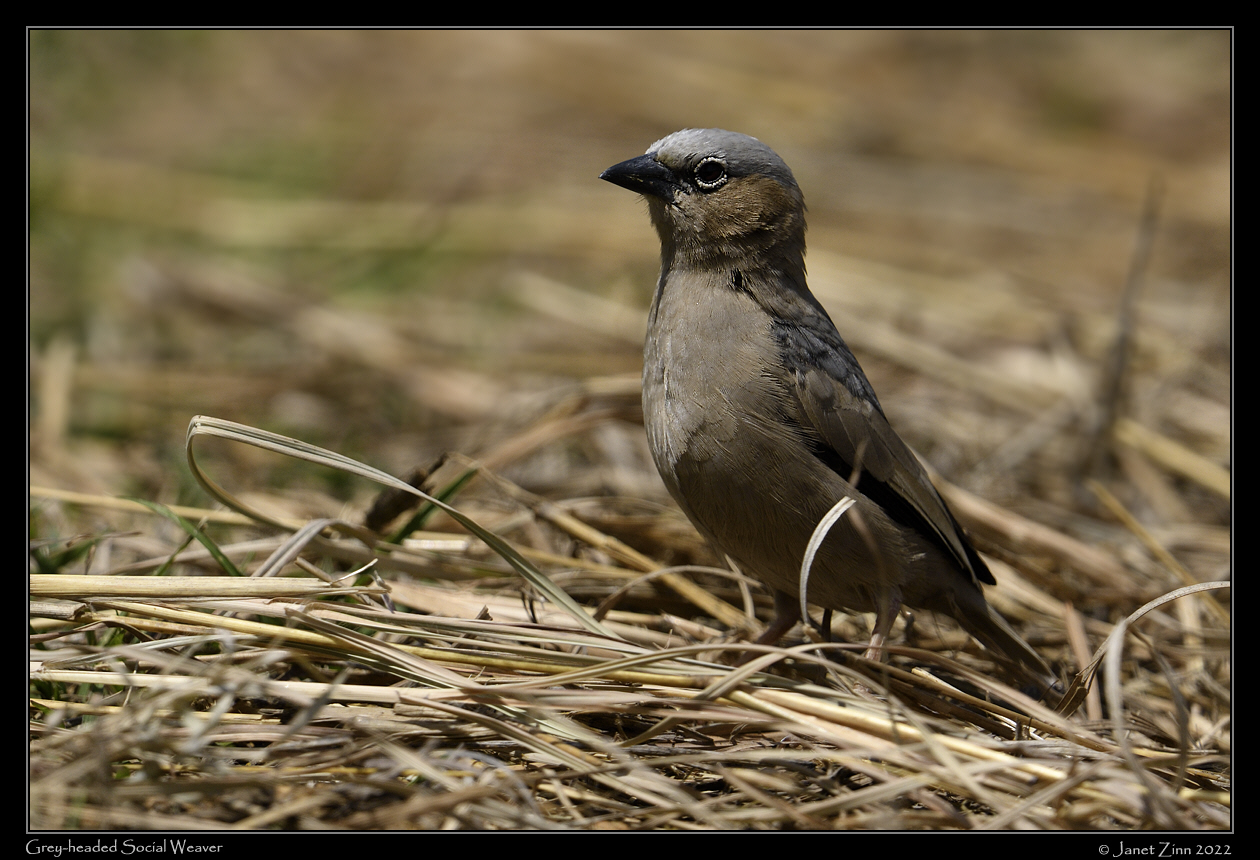 grey_headed_social_weaver__JZ9_6858a