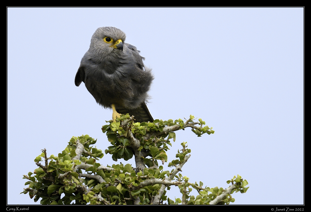 grey_kestrel_JZ9_6007a